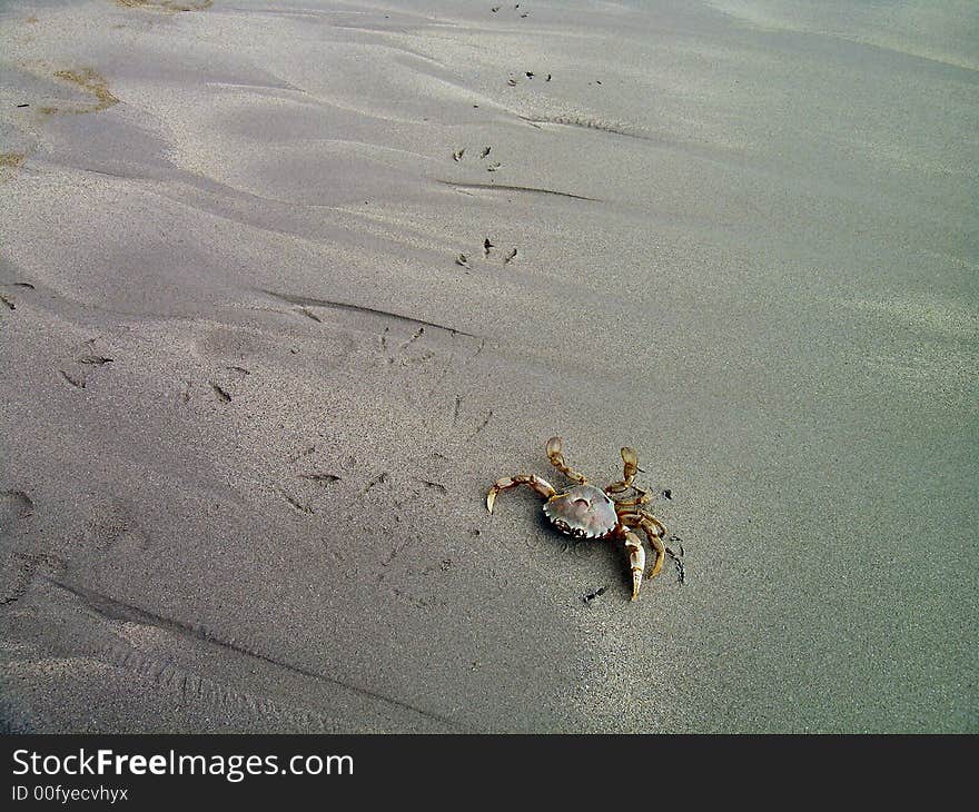 Crab on beach after being attacked by a seagul. Crab on beach after being attacked by a seagul