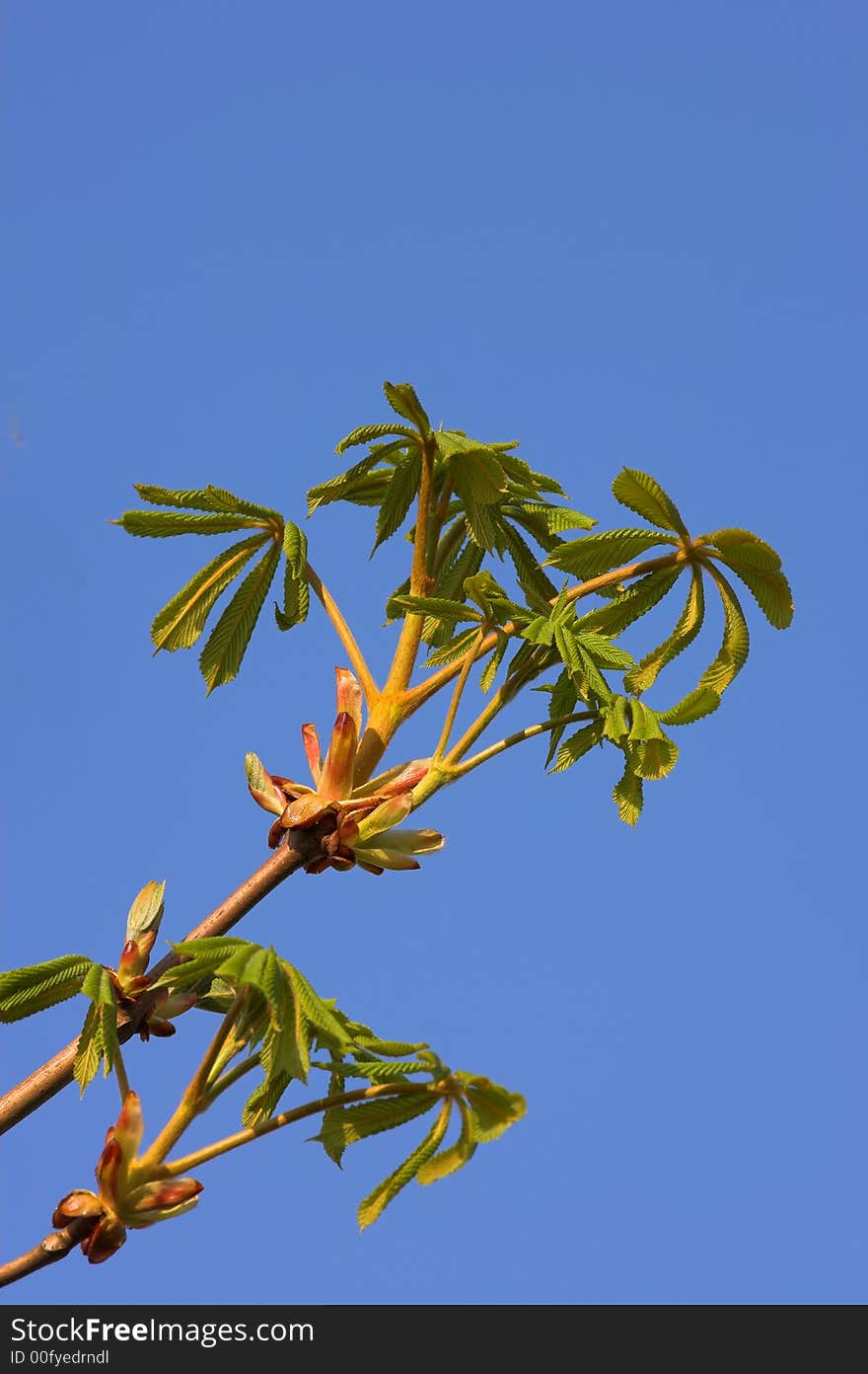 A photo of green nature with the blue sky as background. A photo of green nature with the blue sky as background