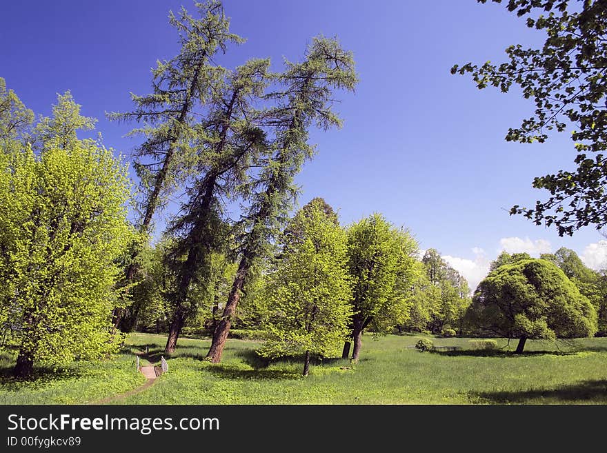 Fragment of an old park. Fragment of an old park