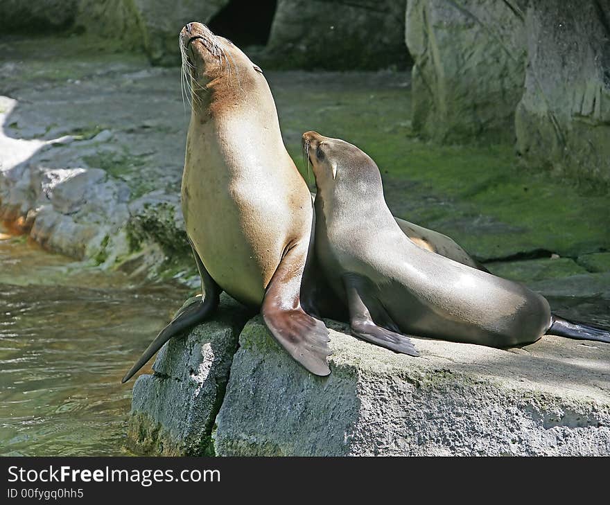 Sea-lion 1