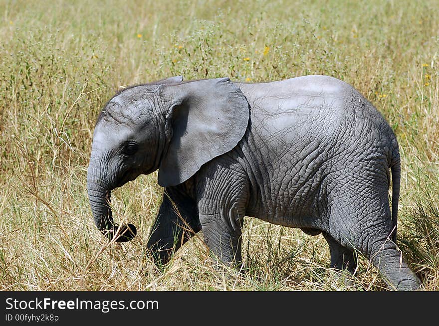 Baby elephant