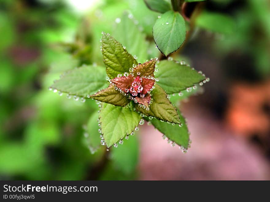 A plant with dew trimming it's edges. A plant with dew trimming it's edges