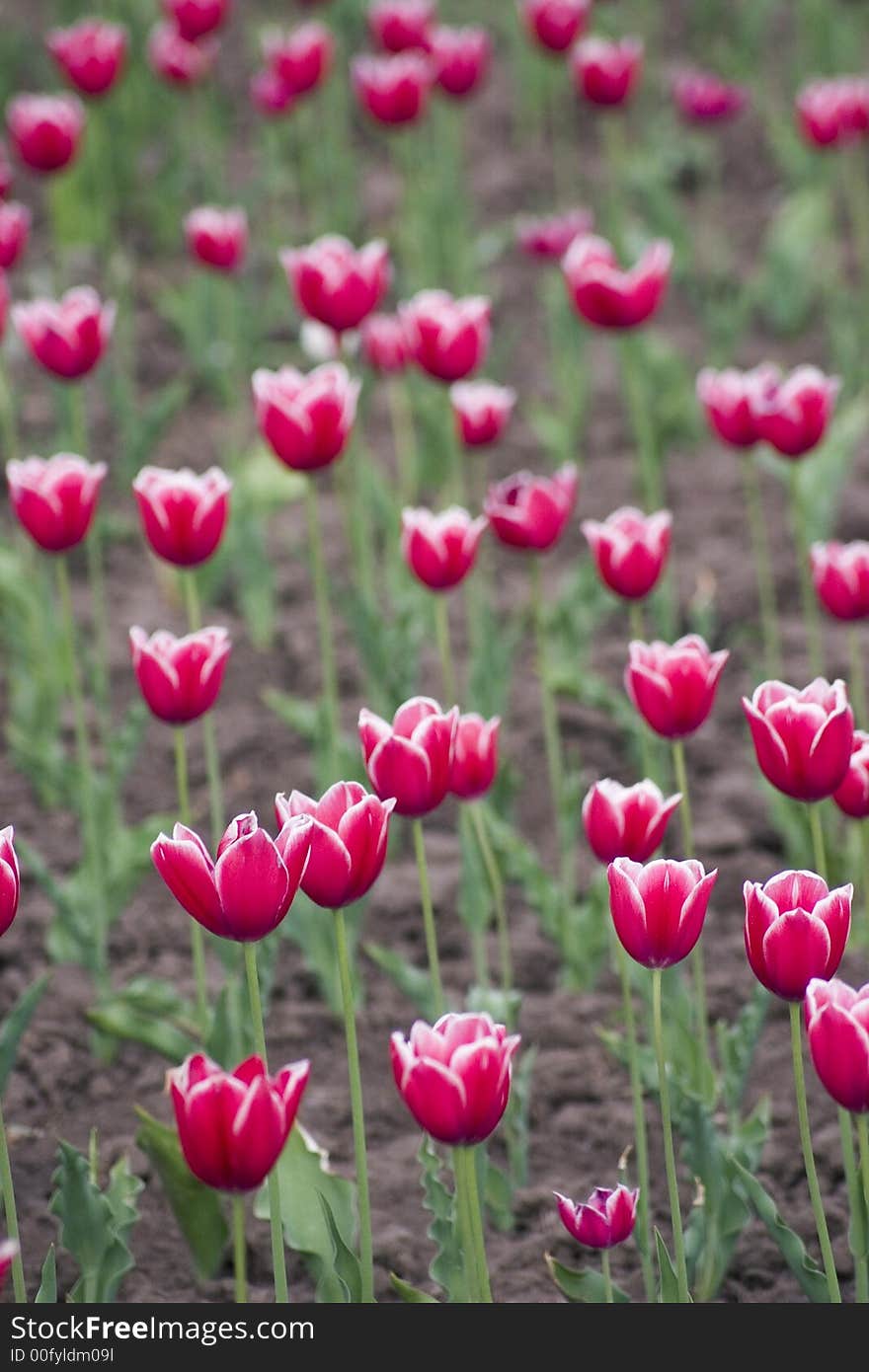 Tulips field in the city park