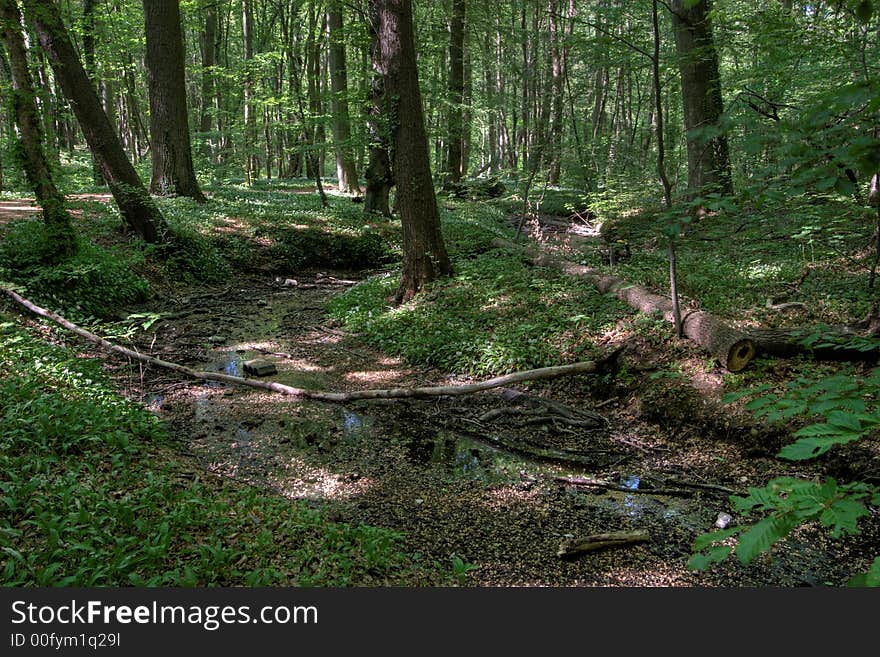 Lush Forest