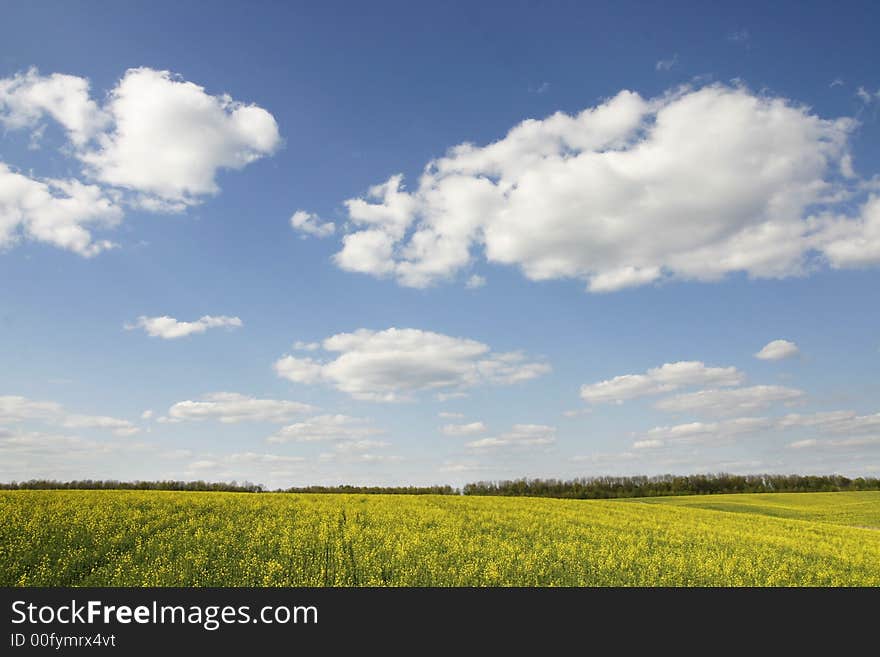 Yellow field as a background. Yellow field as a background