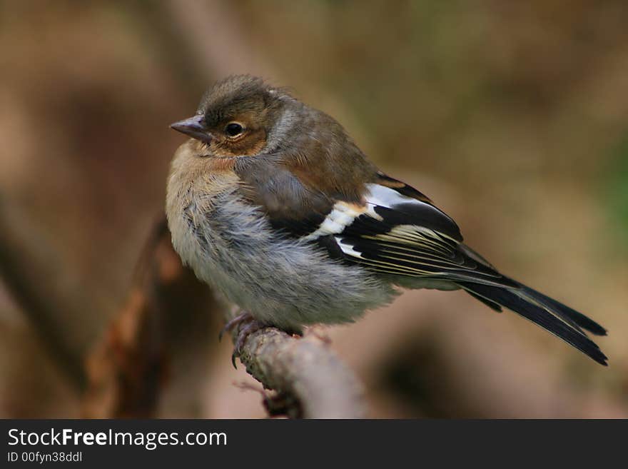 Young whitewing sitting on branch