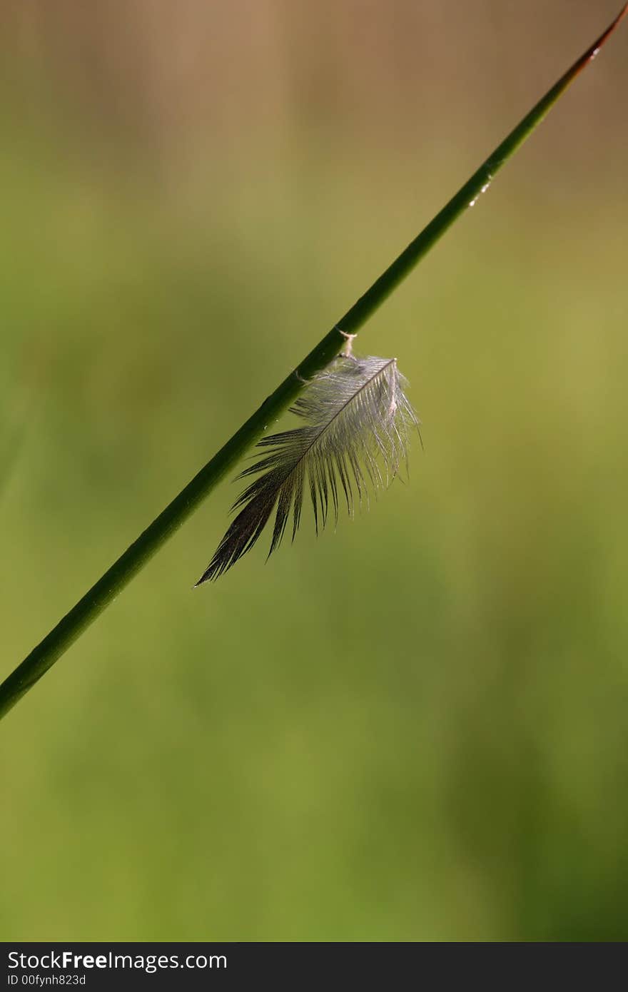 Detail of featherlet hanging on stalk