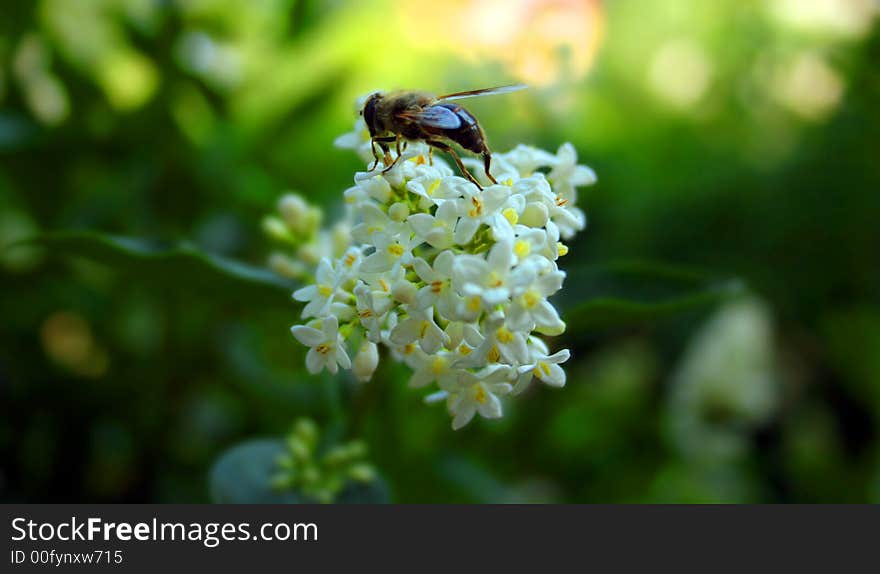 Bee sitting on a flower