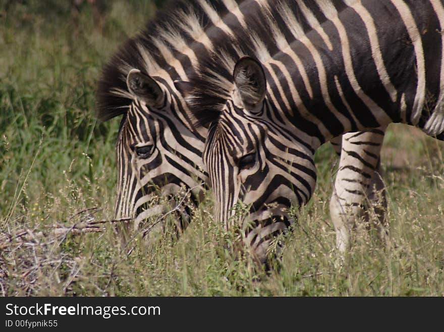 Two zebras taken in Kruger Park, South Africa. Two zebras taken in Kruger Park, South Africa