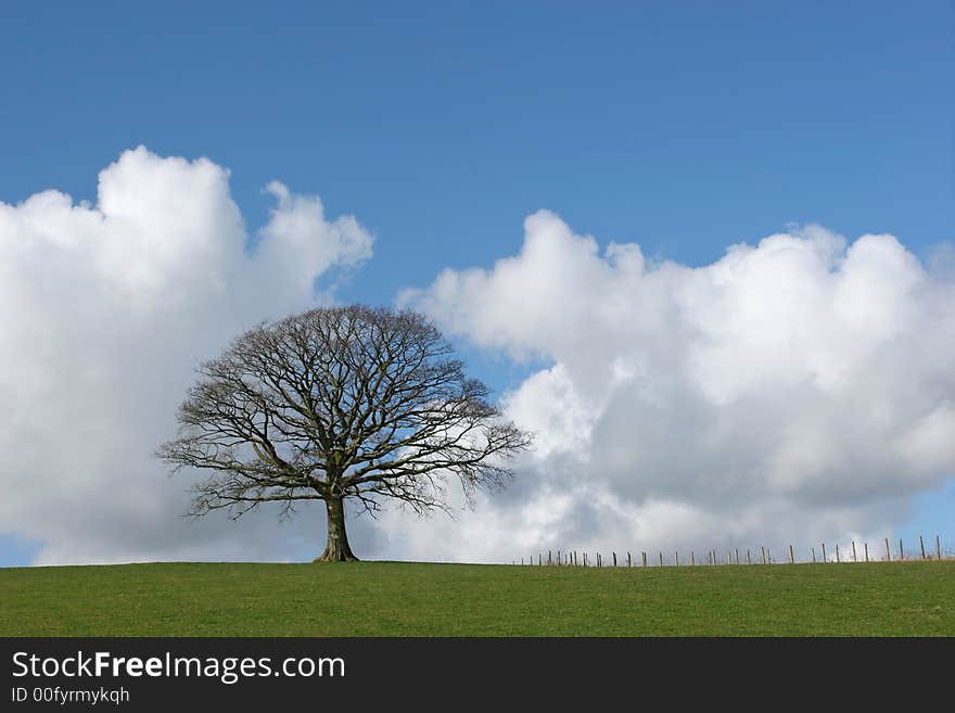 Oak tree in a field in winter devoid of leaves with grass to the foreground and a small fence to the side set against a blue sky with cumulus clouds. Oak tree in a field in winter devoid of leaves with grass to the foreground and a small fence to the side set against a blue sky with cumulus clouds.