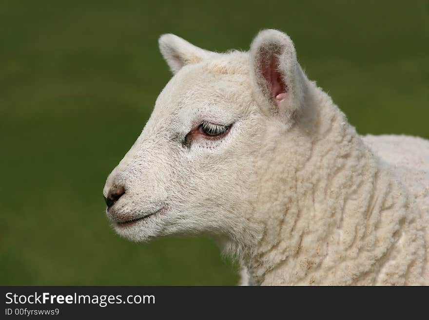 Profile of the face of a new born white lamb in spring. Profile of the face of a new born white lamb in spring.