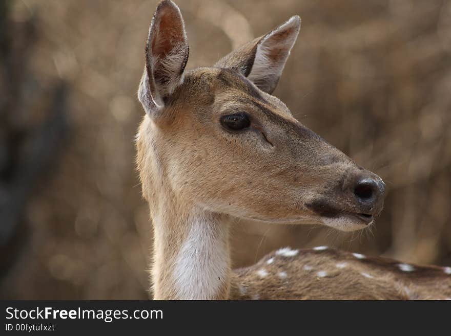 A chital doe suddenly distracted by a sound from behind the lantana bushes. A chital doe suddenly distracted by a sound from behind the lantana bushes