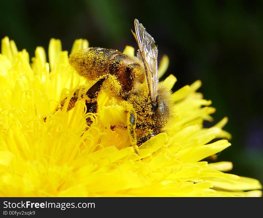 Close up of wild-bee collecting nectar, and pollinating flower. Close up of wild-bee collecting nectar, and pollinating flower