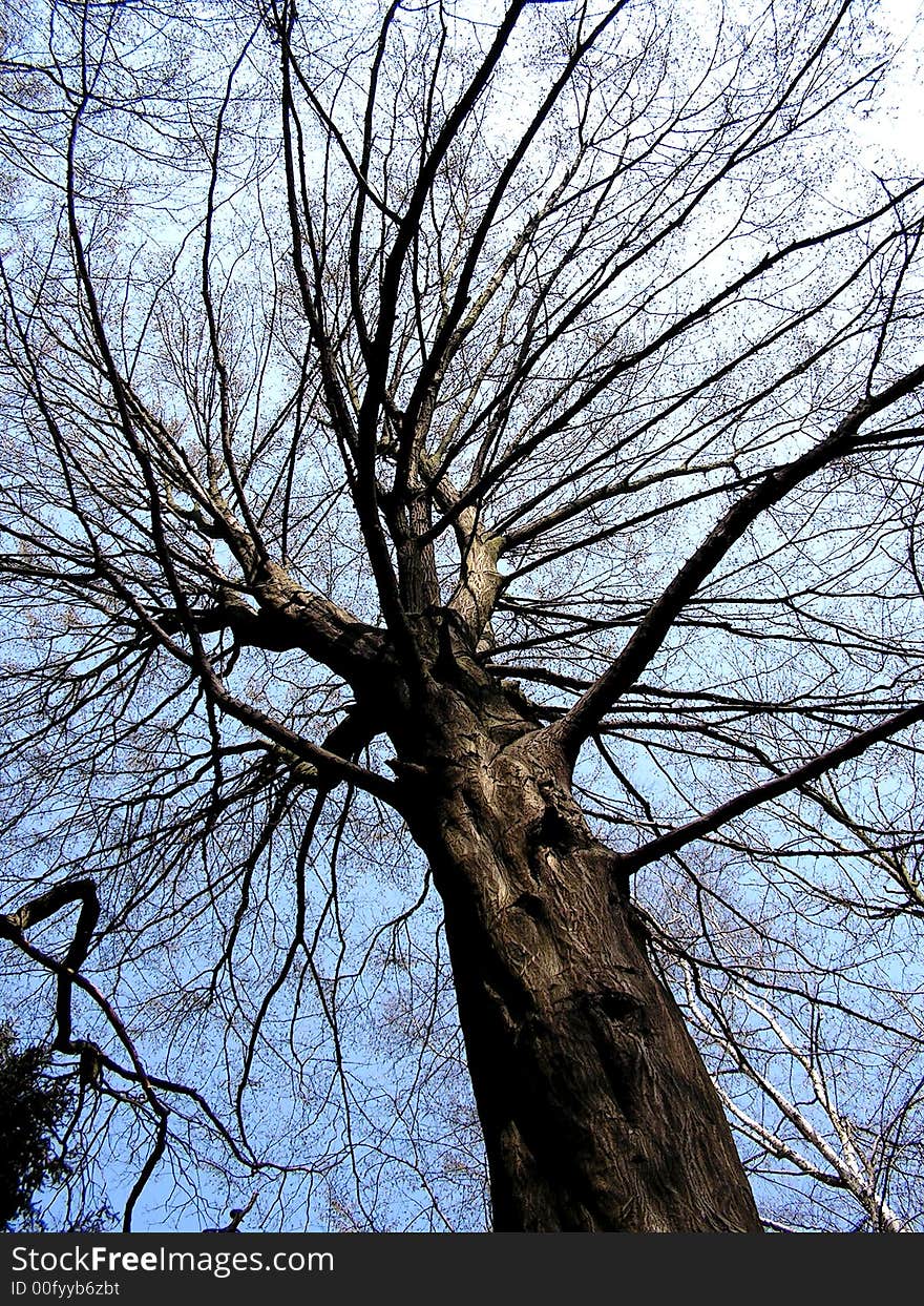 Tree in the open air.