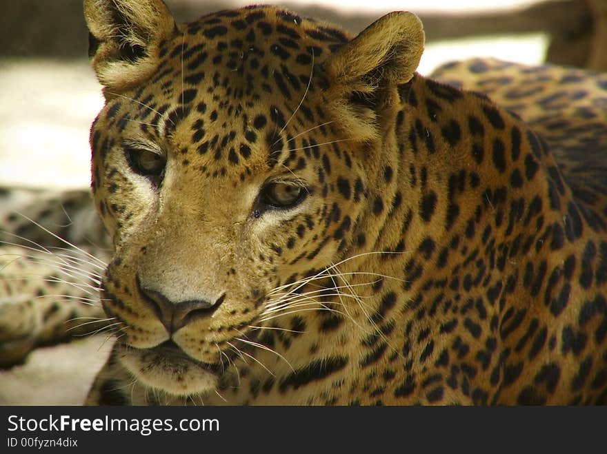 Leopard looking for someone on: large solitary cat that has a fawn or brown coat with black spots, found in the forests of Africa and southern Asia. [Panthera pardus.]