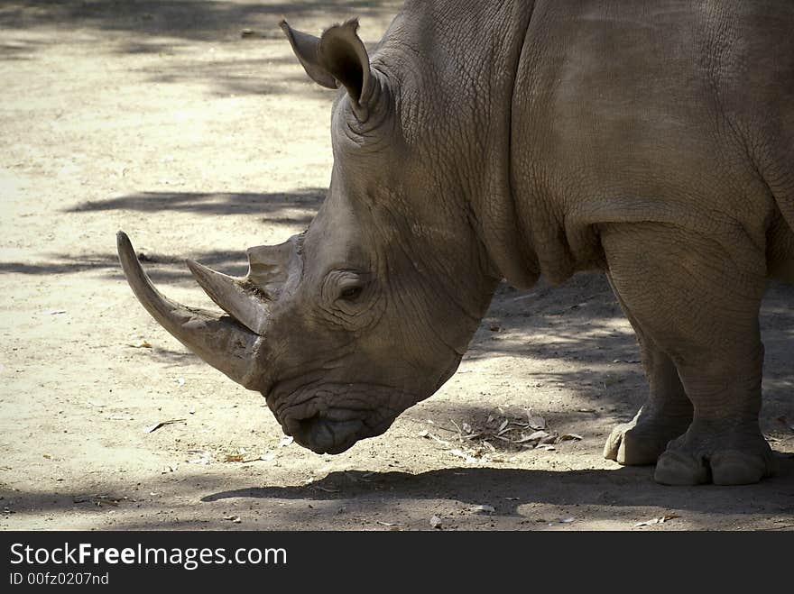 Rhinoceros at zoo on Leon guanajuato Mexico