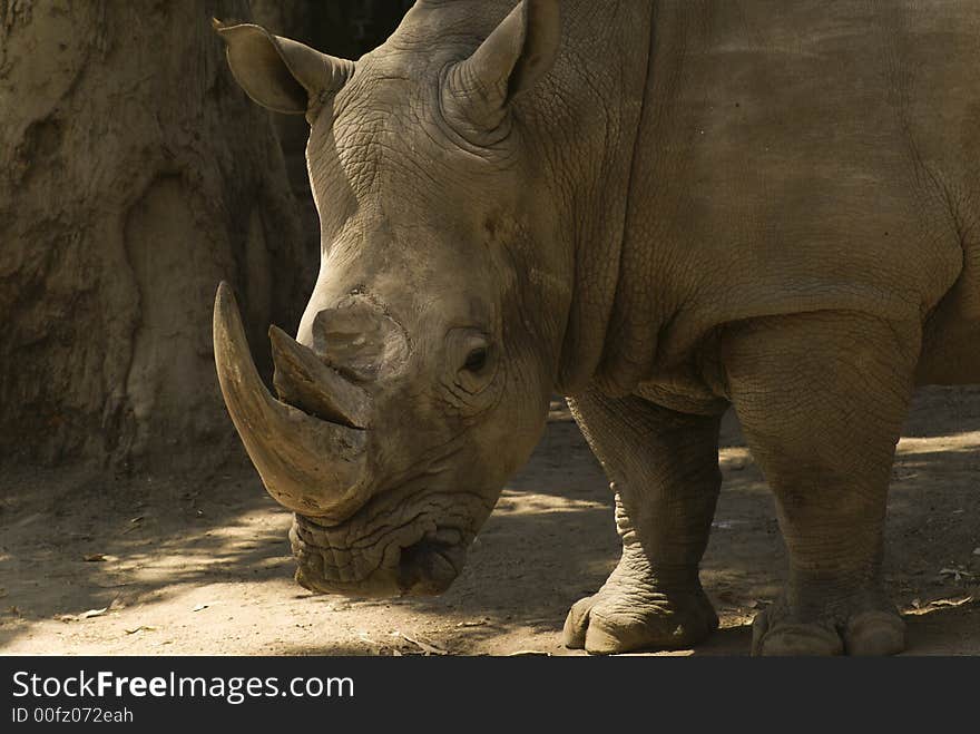 Rhinoceros at zoo on Leon guanajuato Mexico