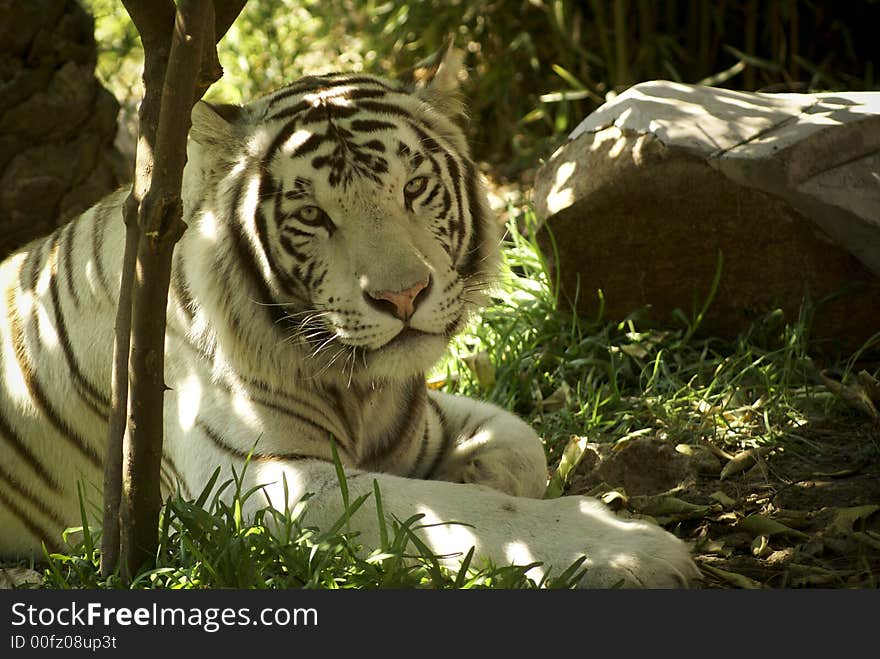 White tiger looking for someone:a very large solitary cat with a yellow-brown coat striped with black, native to the forests of Asia