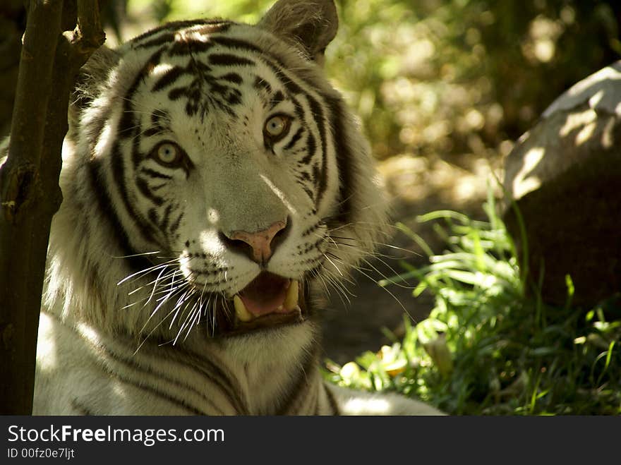 White tiger looking for someone:a very large solitary cat with a yellow-brown coat striped with black, native to the forests of Asia. White tiger looking for someone:a very large solitary cat with a yellow-brown coat striped with black, native to the forests of Asia