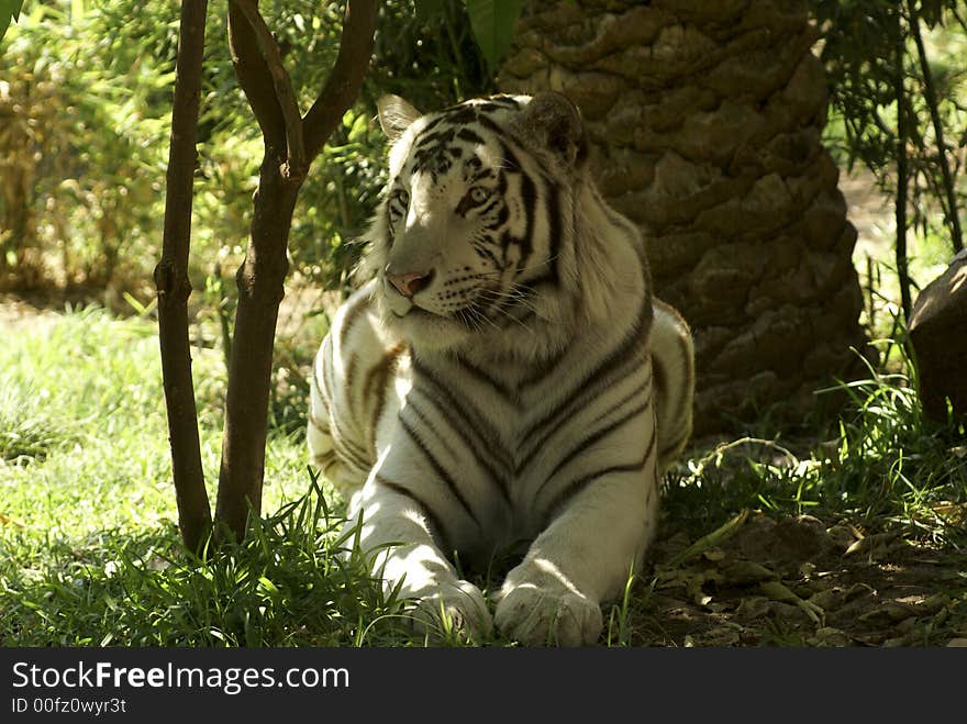 White tiger looking for someone:a very large solitary cat with a yellow-brown coat striped with black, native to the forests of Asia