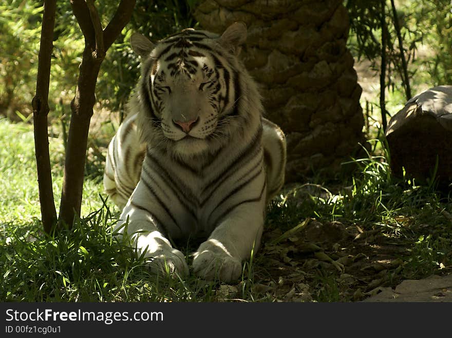 White tiger looking for someone: a very large solitary cat with a yellow-brown coat striped with black, native to the forests of Asia