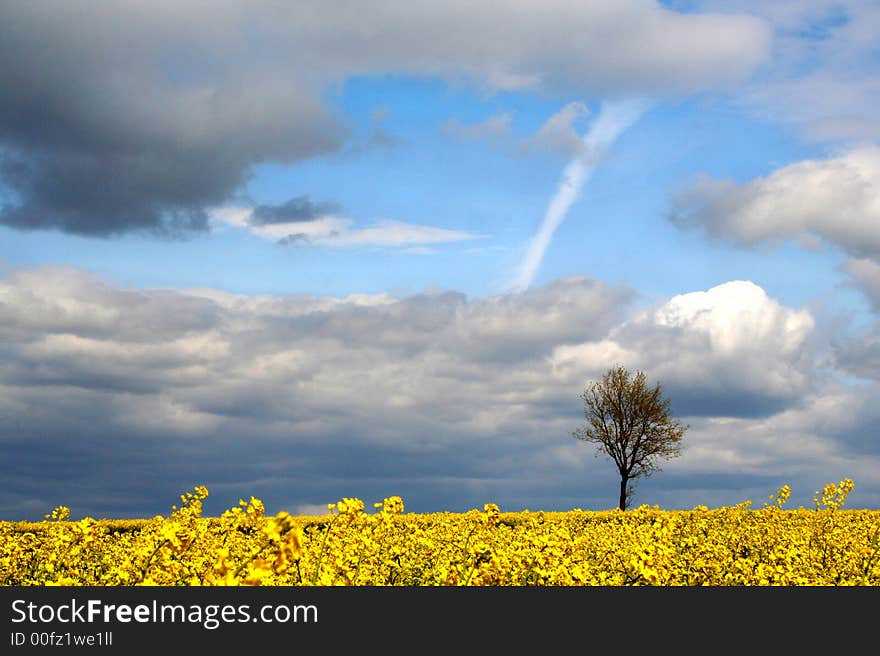 Landscape - yellow field