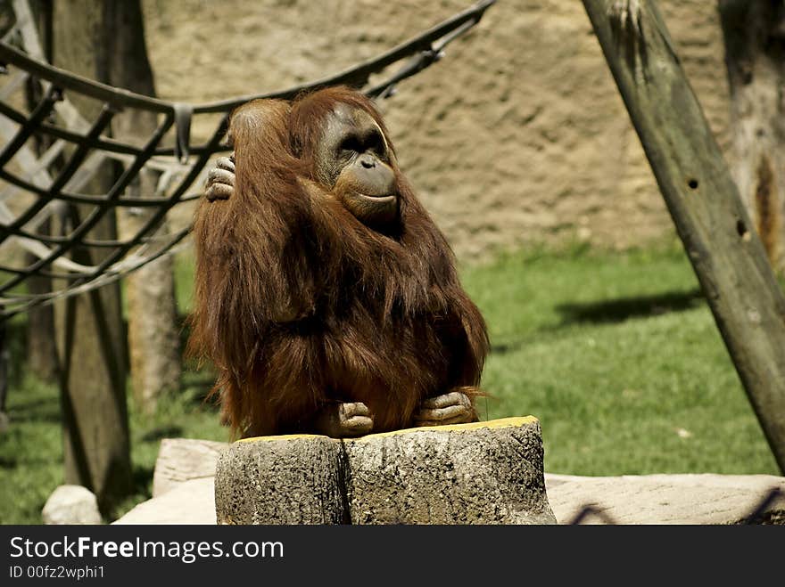 Fondness Orangutan