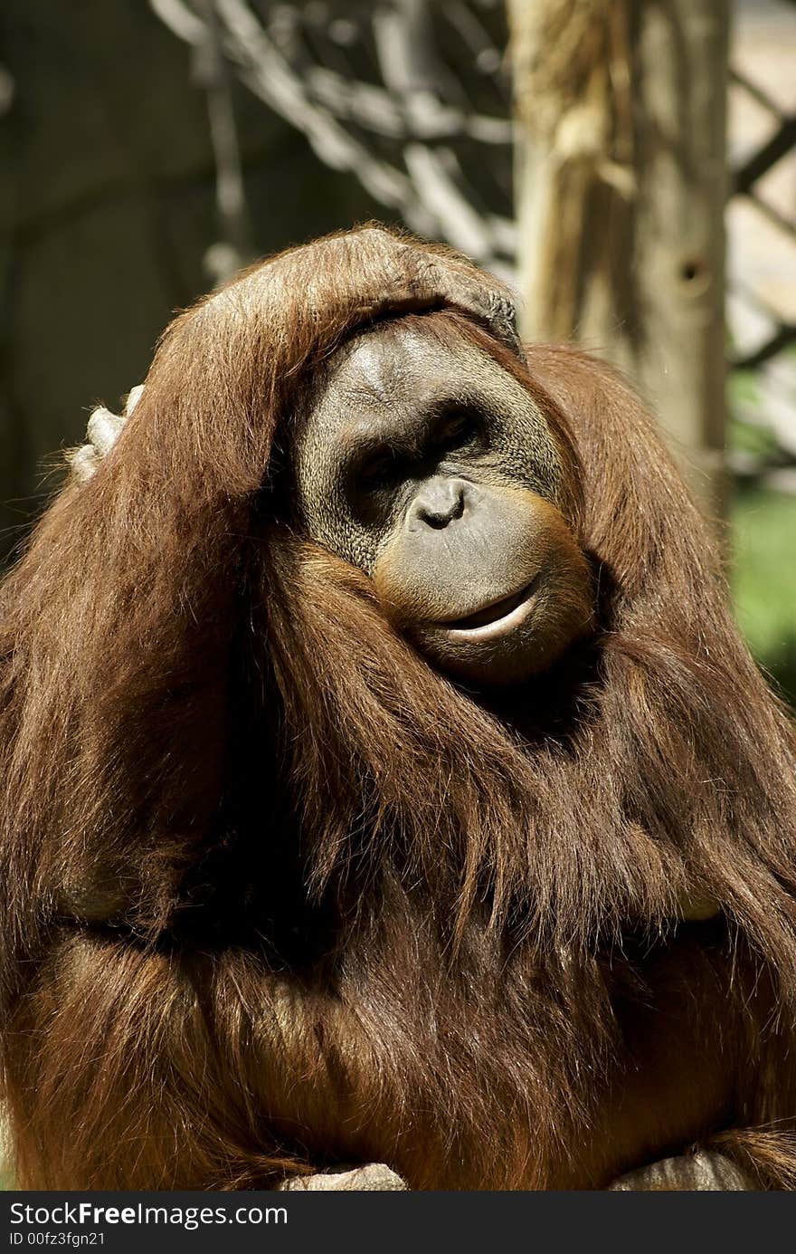 Fondness Orangutan