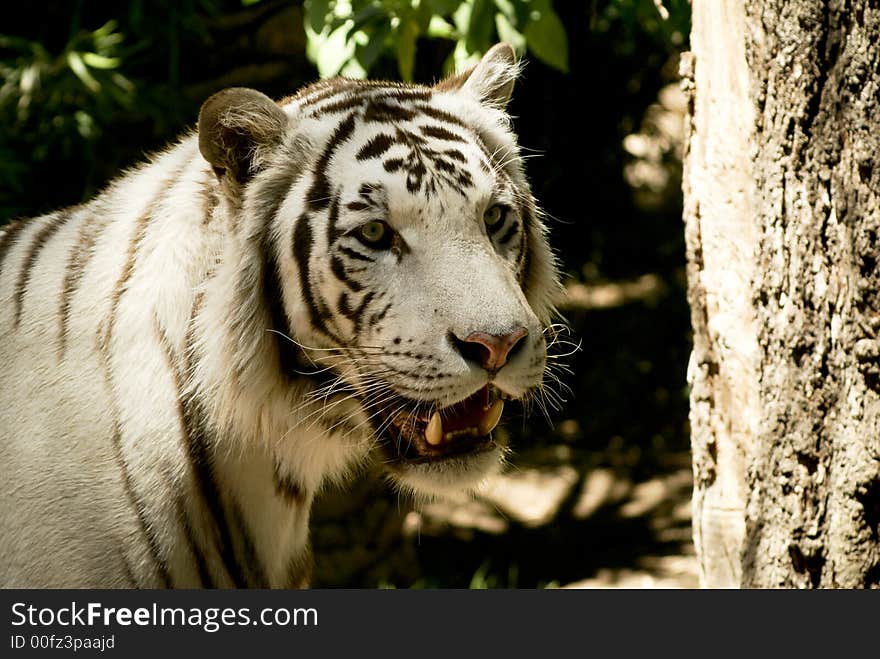 White tiger looking for someone: a very large solitary cat with a yellow-brown coat striped with black, native to the forests of Asia