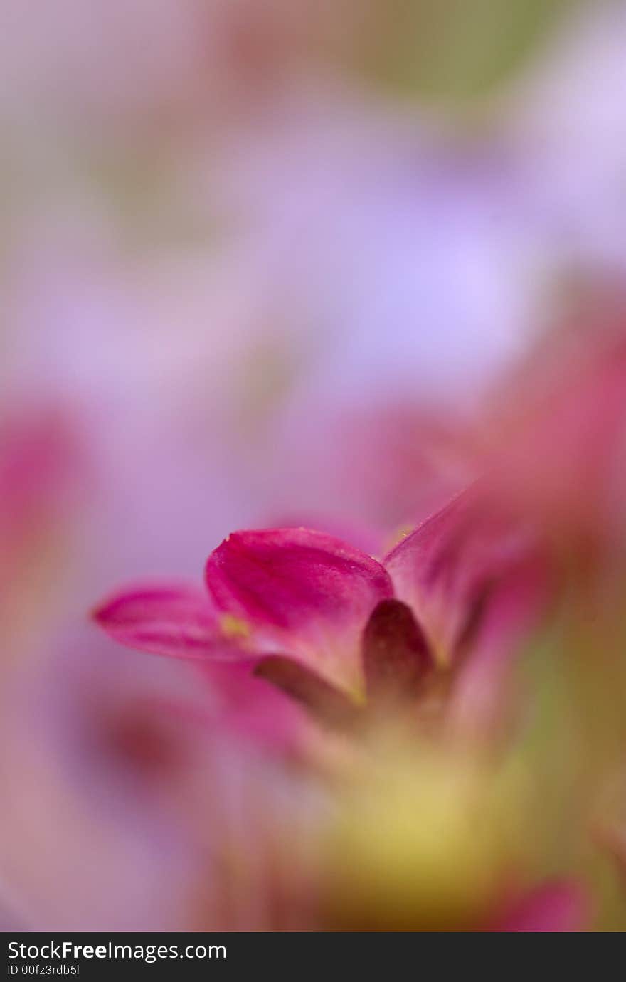 Soft focus background with only the one petal in focus. Soft focus background with only the one petal in focus