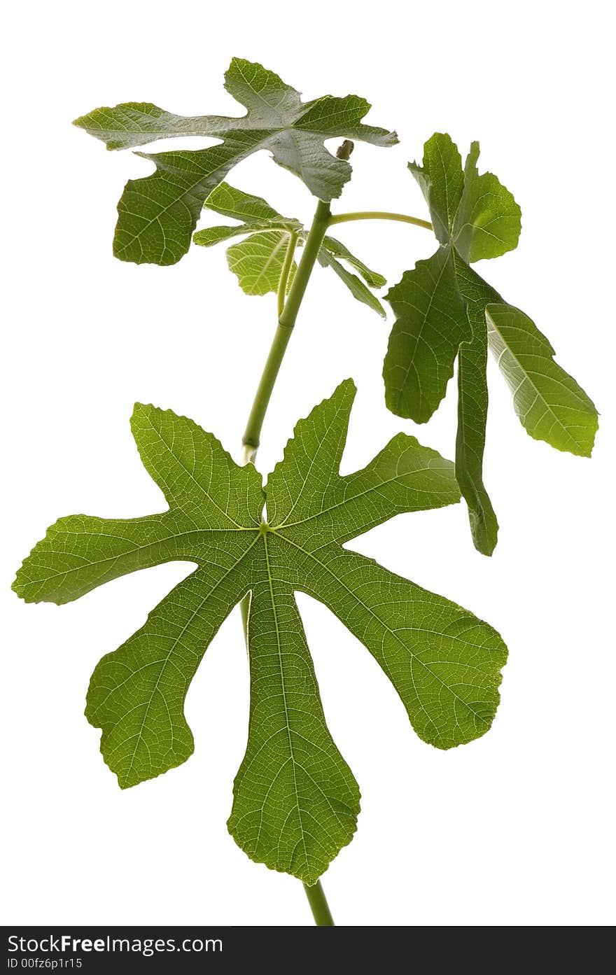 Fig tree isolated on the white background. baby plant