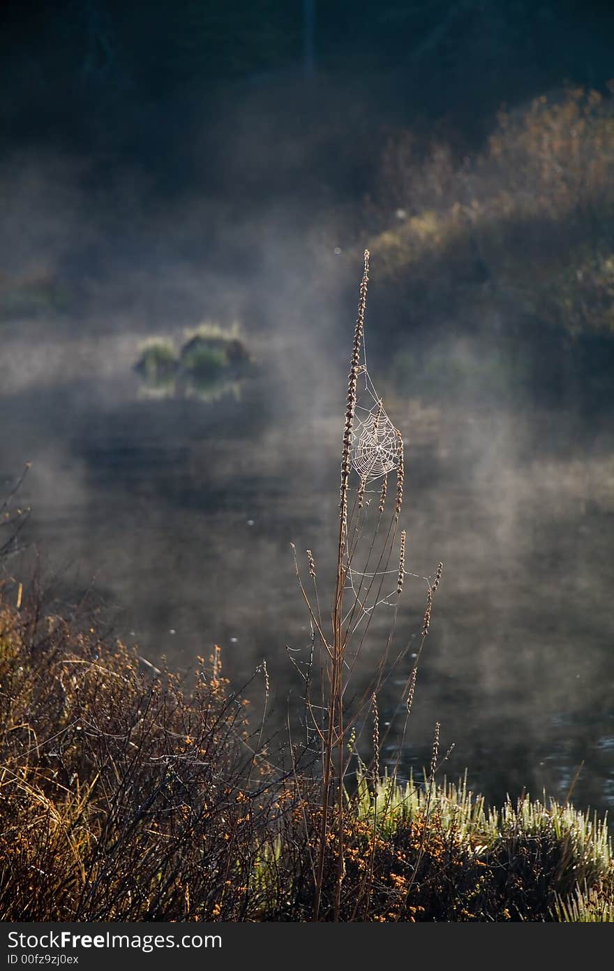 A backlighted spider web on a foggy morning