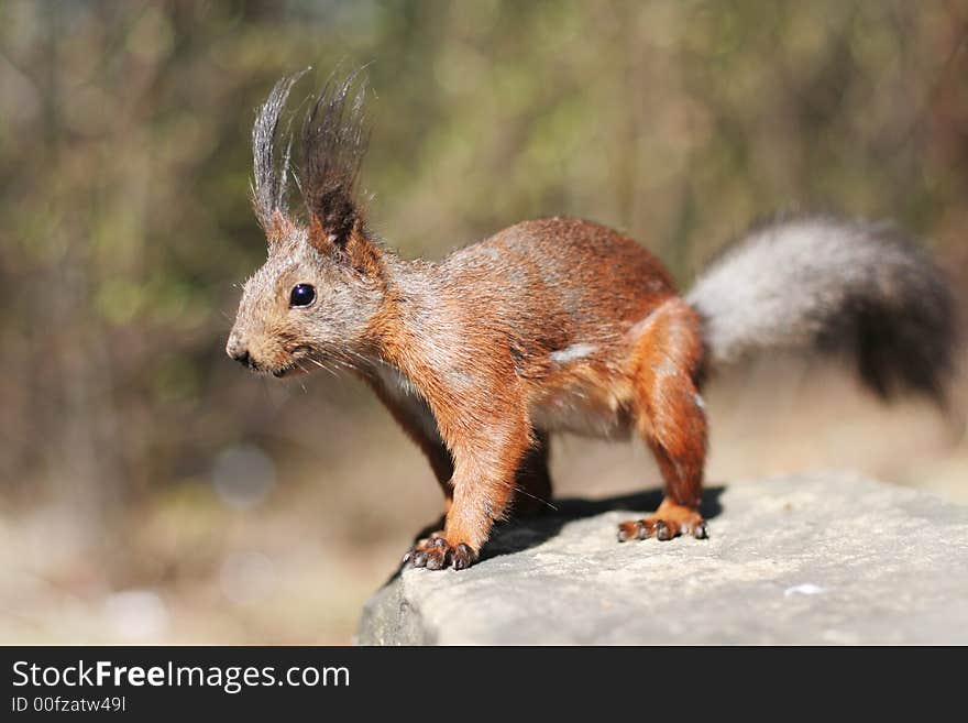 The squirrel on a stone. The squirrel on a stone