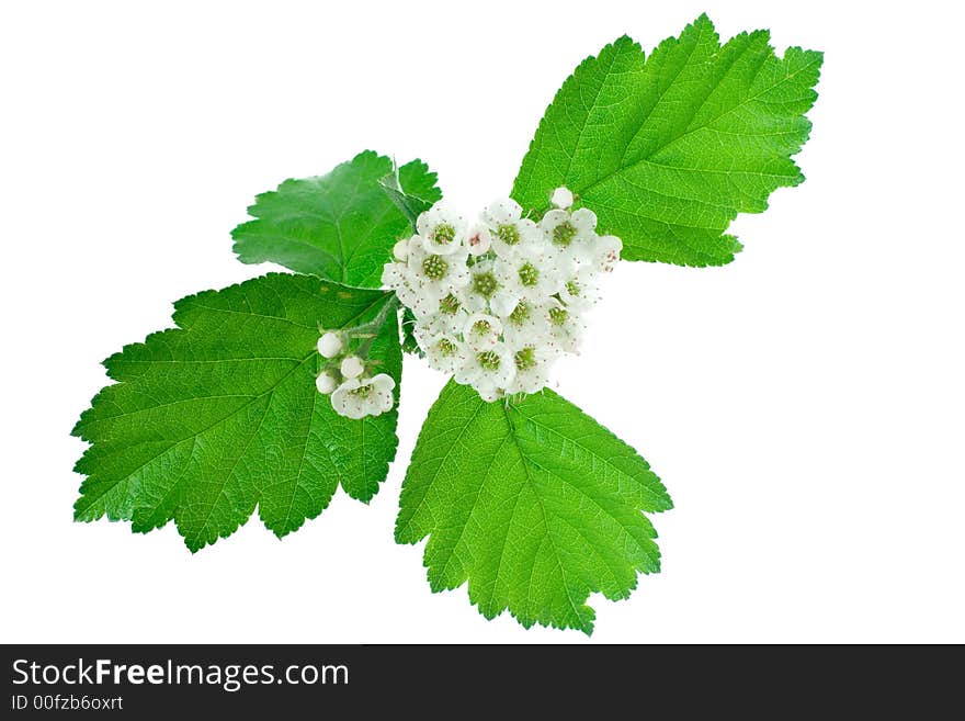 Inflorescence of white flowers isolated on white