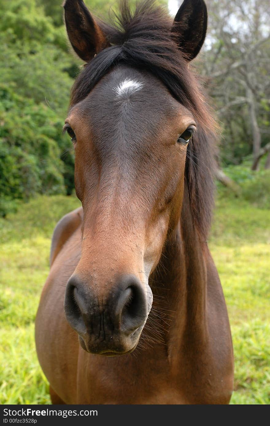 Brown Horse