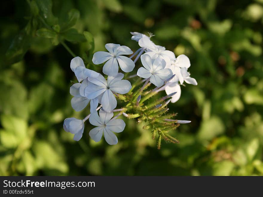 Blue flower