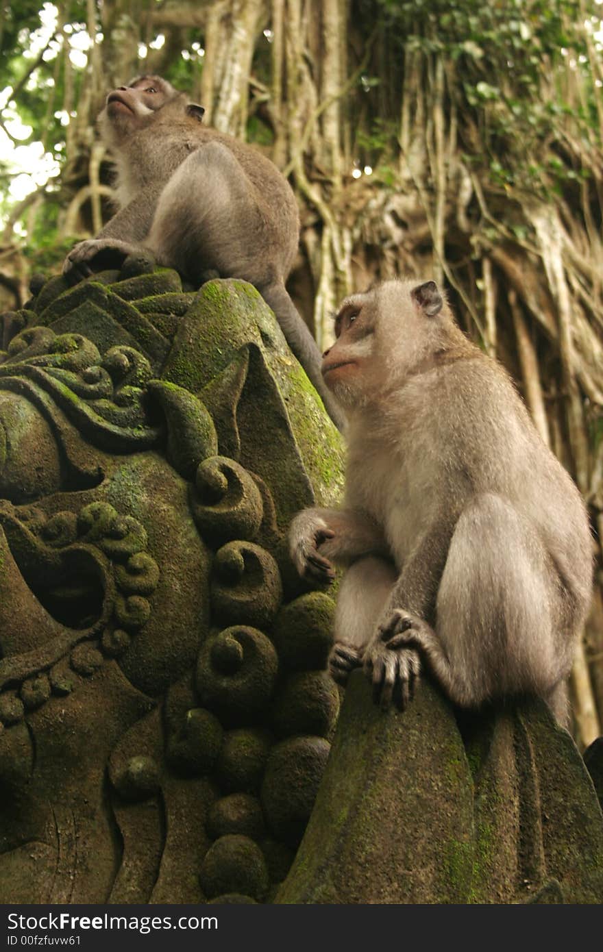 Monkeys on a statue