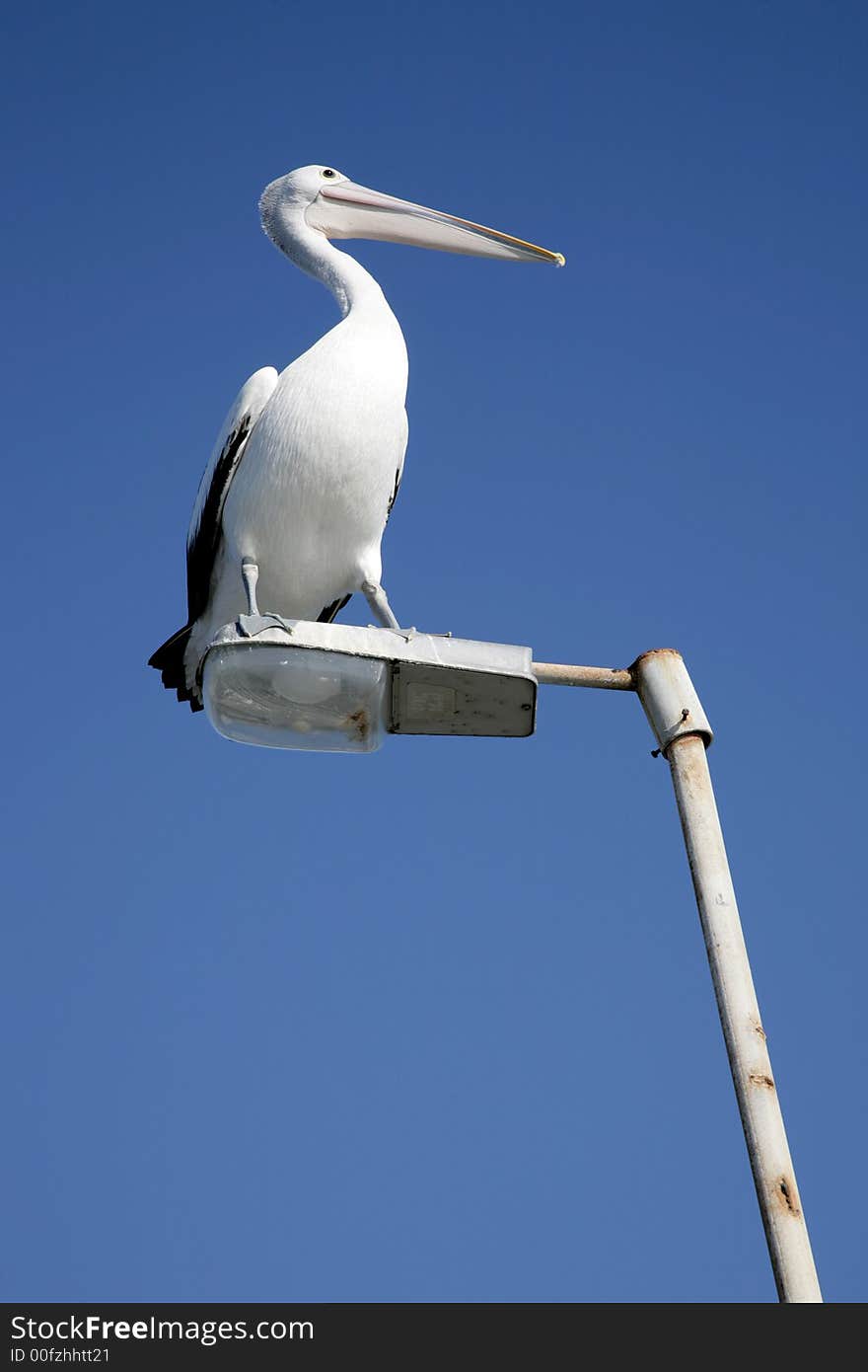 A pelican bird sitting on a streetlamp. A pelican bird sitting on a streetlamp