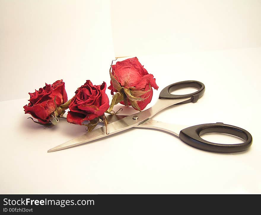 Three dried roses with scissors. Three dried roses with scissors