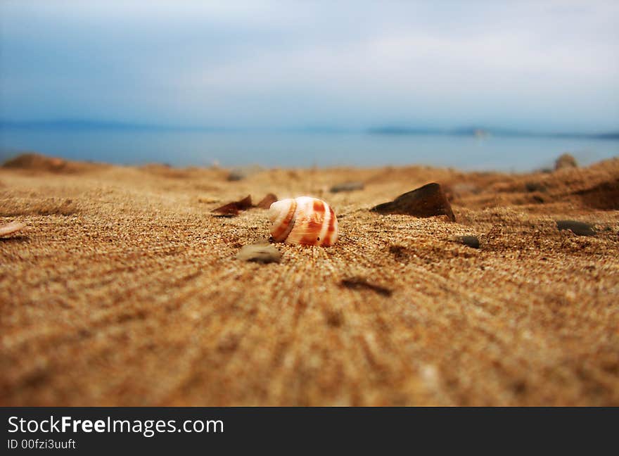 A sea shell standing on the beach, sand and sea. A sea shell standing on the beach, sand and sea