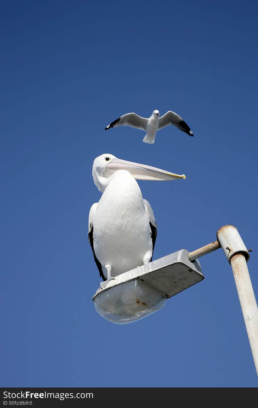 A pelican bird sitting on a streetlamp. A pelican bird sitting on a streetlamp