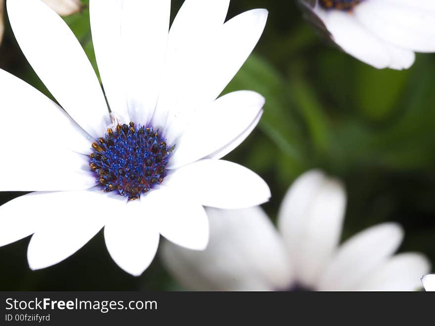 Macro Flower