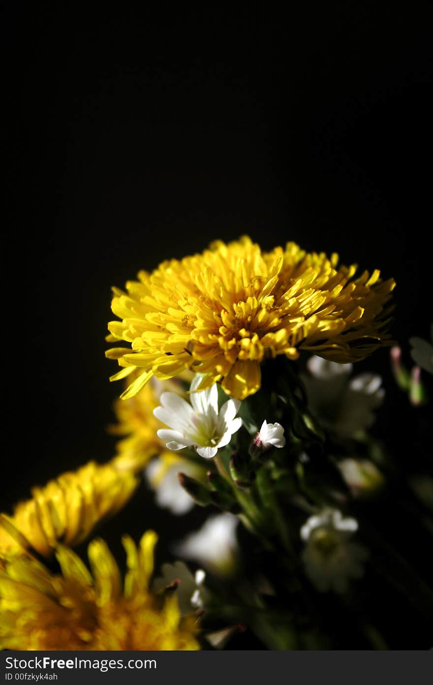 Yellow dandelion on the black background