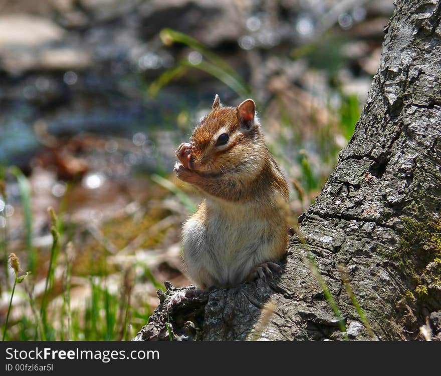 Siberian Chipmunk