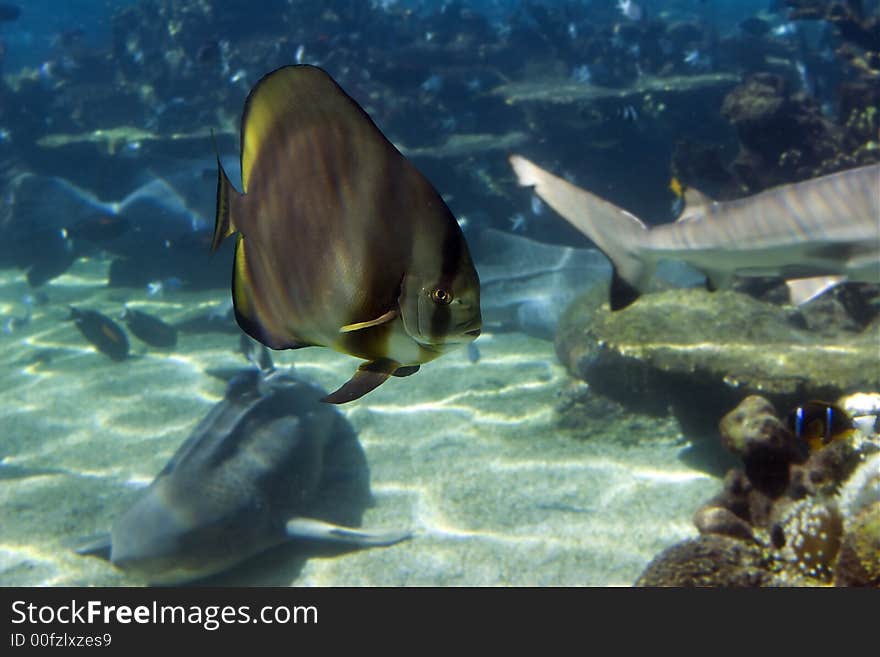 Short-finned Batfish (Platax novaemaculatus) school swimming over coral reef, with sharks in background. Short-finned Batfish (Platax novaemaculatus) school swimming over coral reef, with sharks in background.