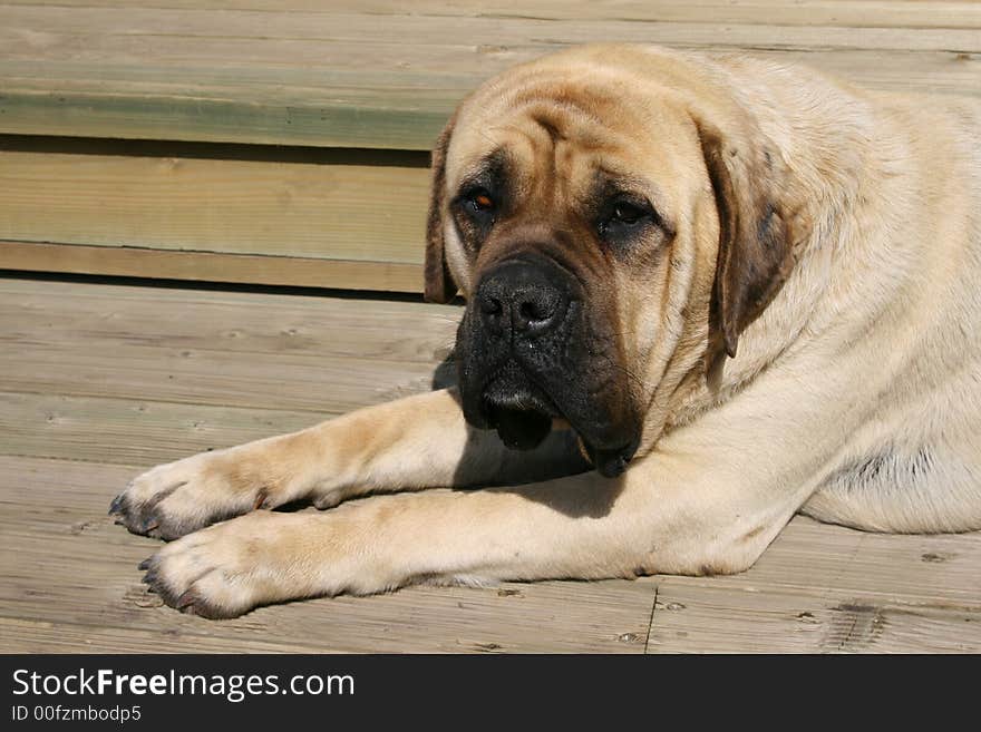 Mastiff portrait on a wood backround