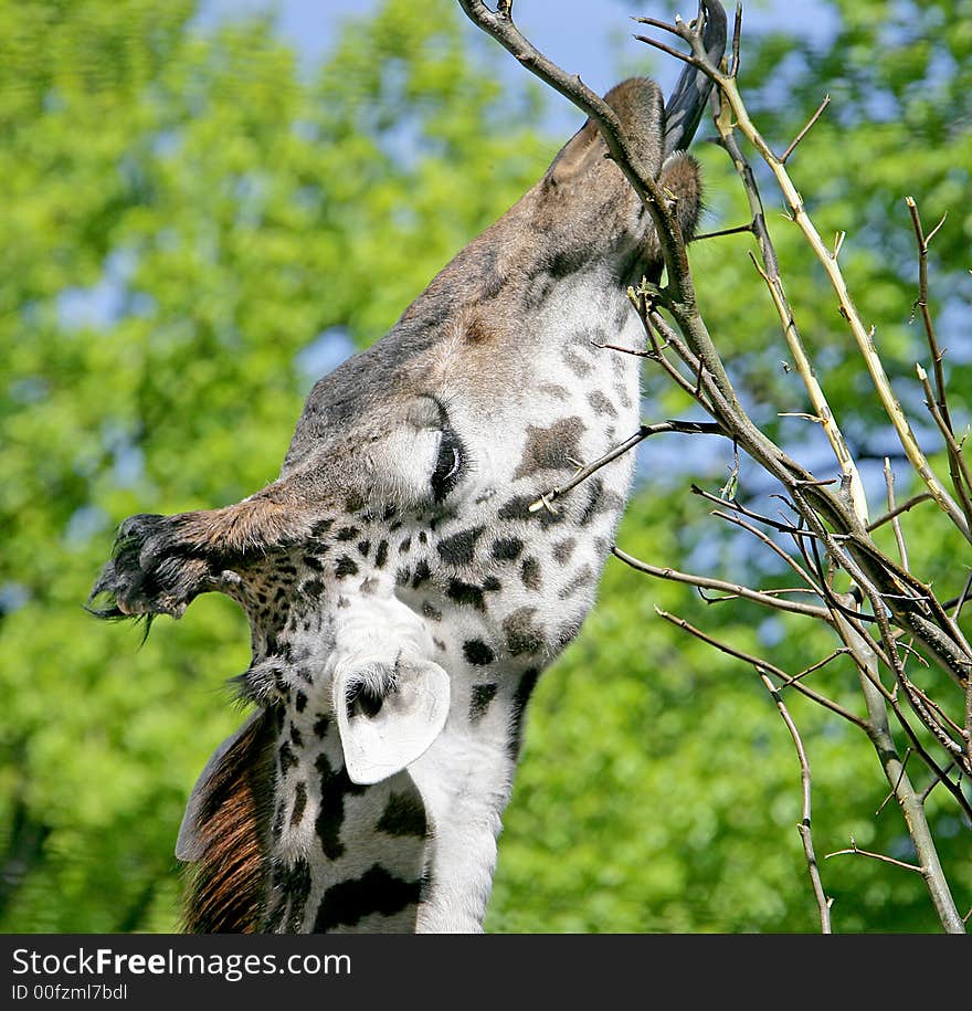 View of giraffe eating branches. View of giraffe eating branches