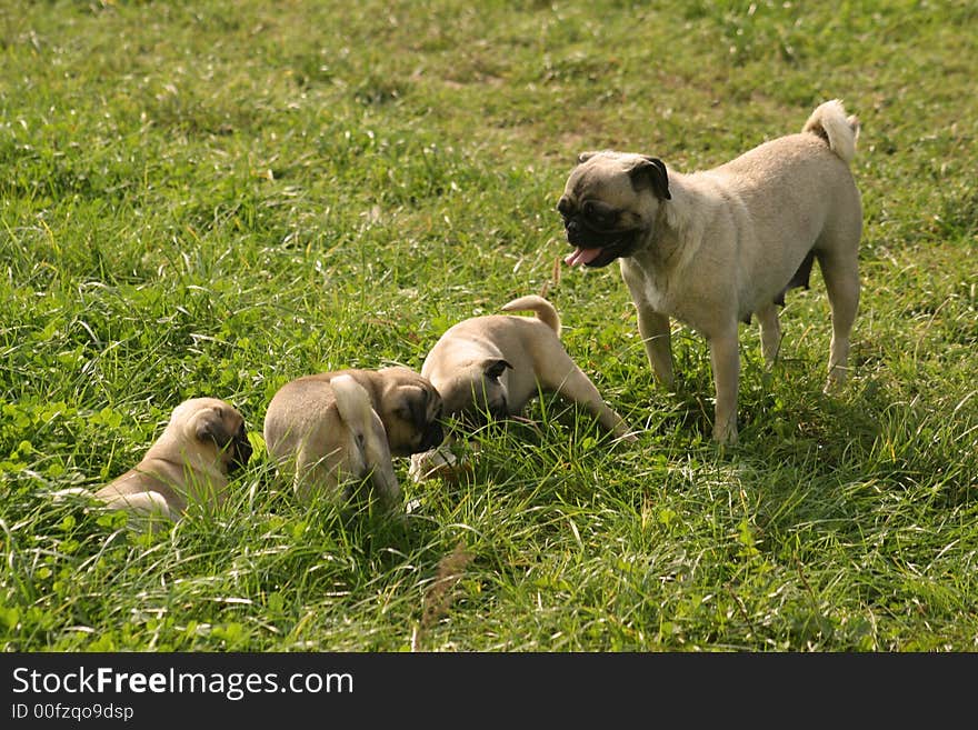 Three little dogs and their mother. Three little dogs and their mother