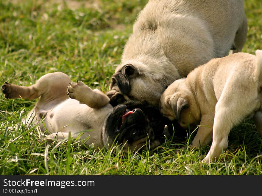 Three little dogs and their mother. Three little dogs and their mother