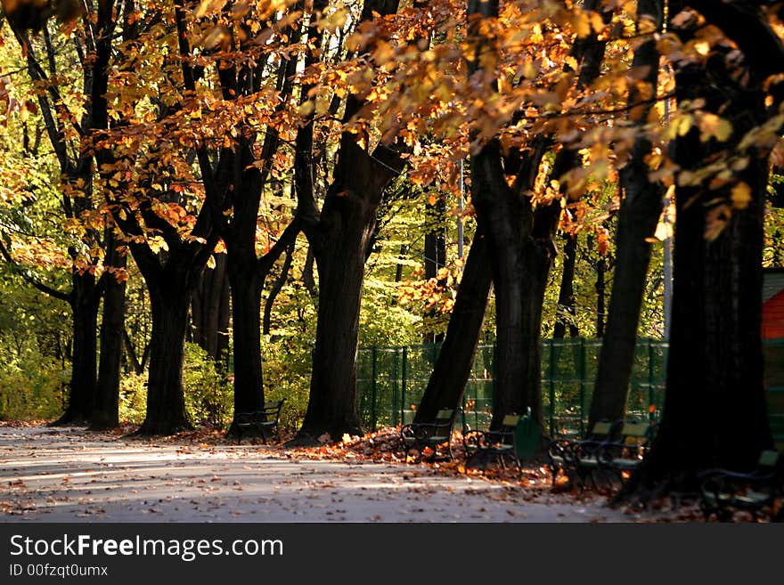 Manu tall trees all in line. Manu tall trees all in line